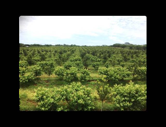 FARM FOR SALE IN LOUIS TRICHARDT